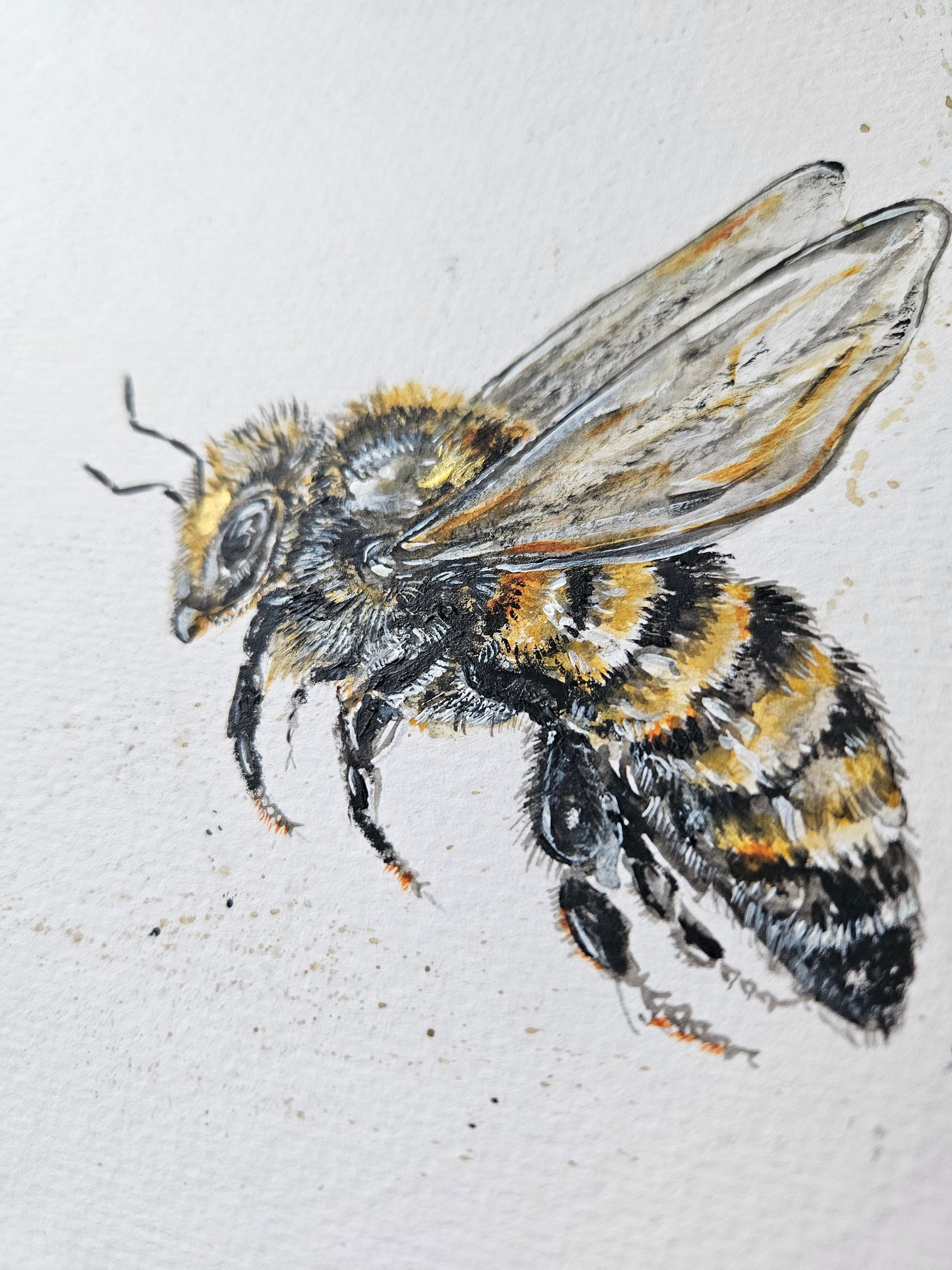Honey Bee canvas prints with mount