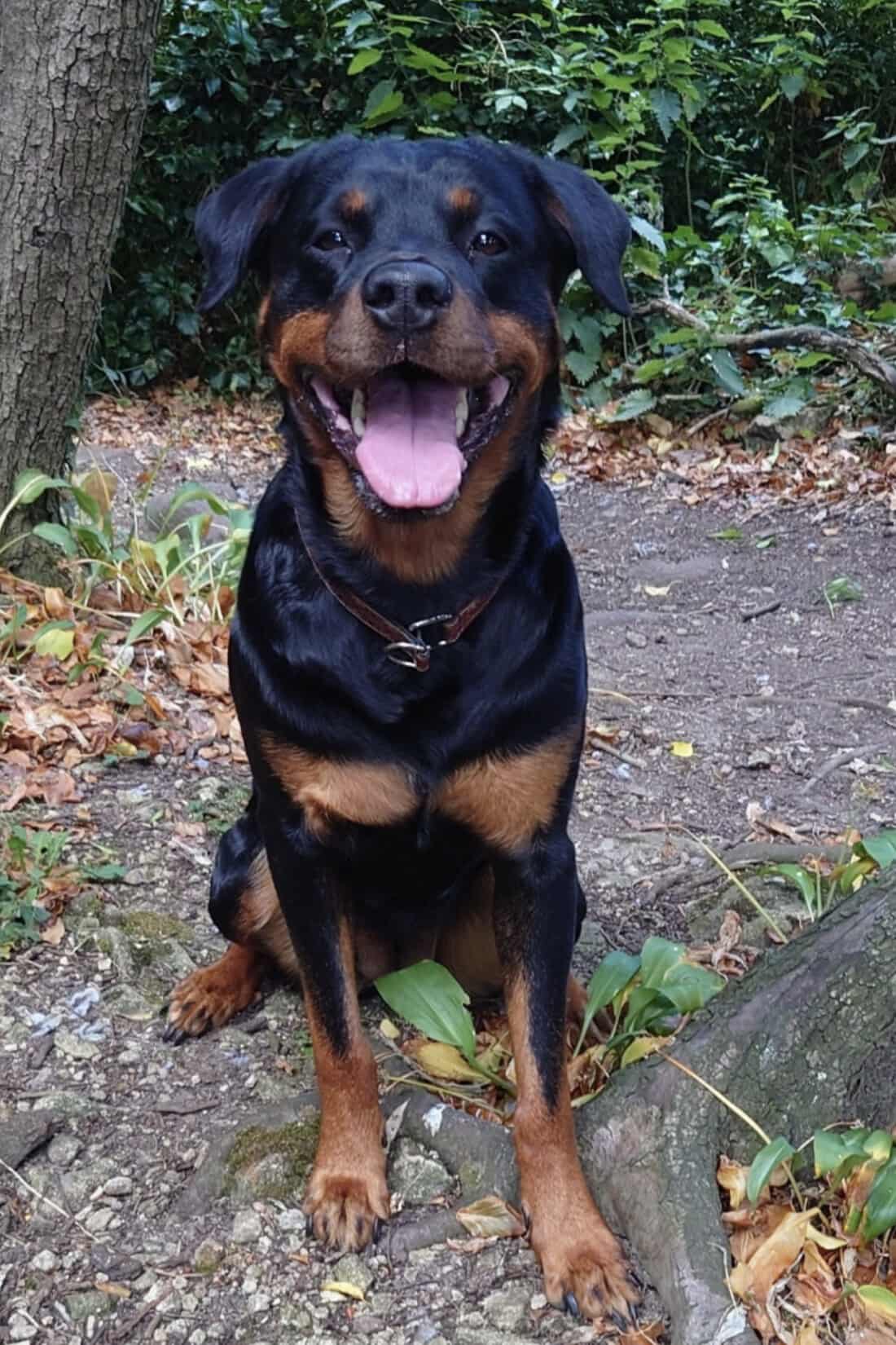 Donna.R Pet Portrait Bauble Order