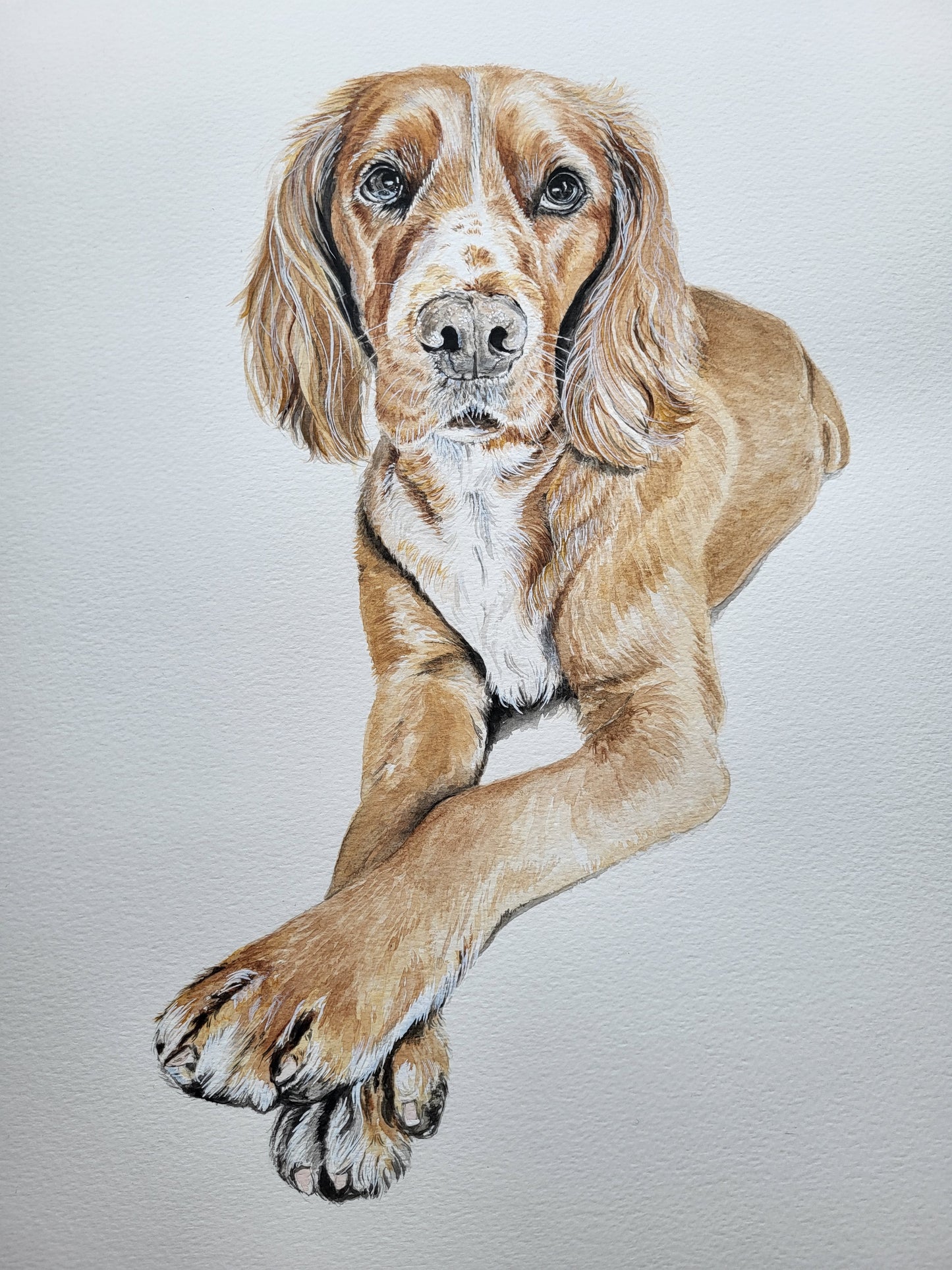 Pet Portrait Commission