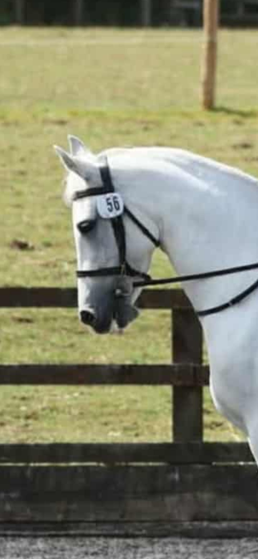 Pet Bauble Order / N.Day