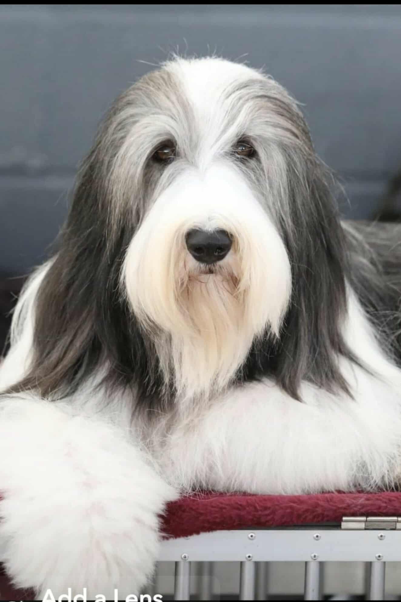 Donna.R Pet Portrait Bauble Order